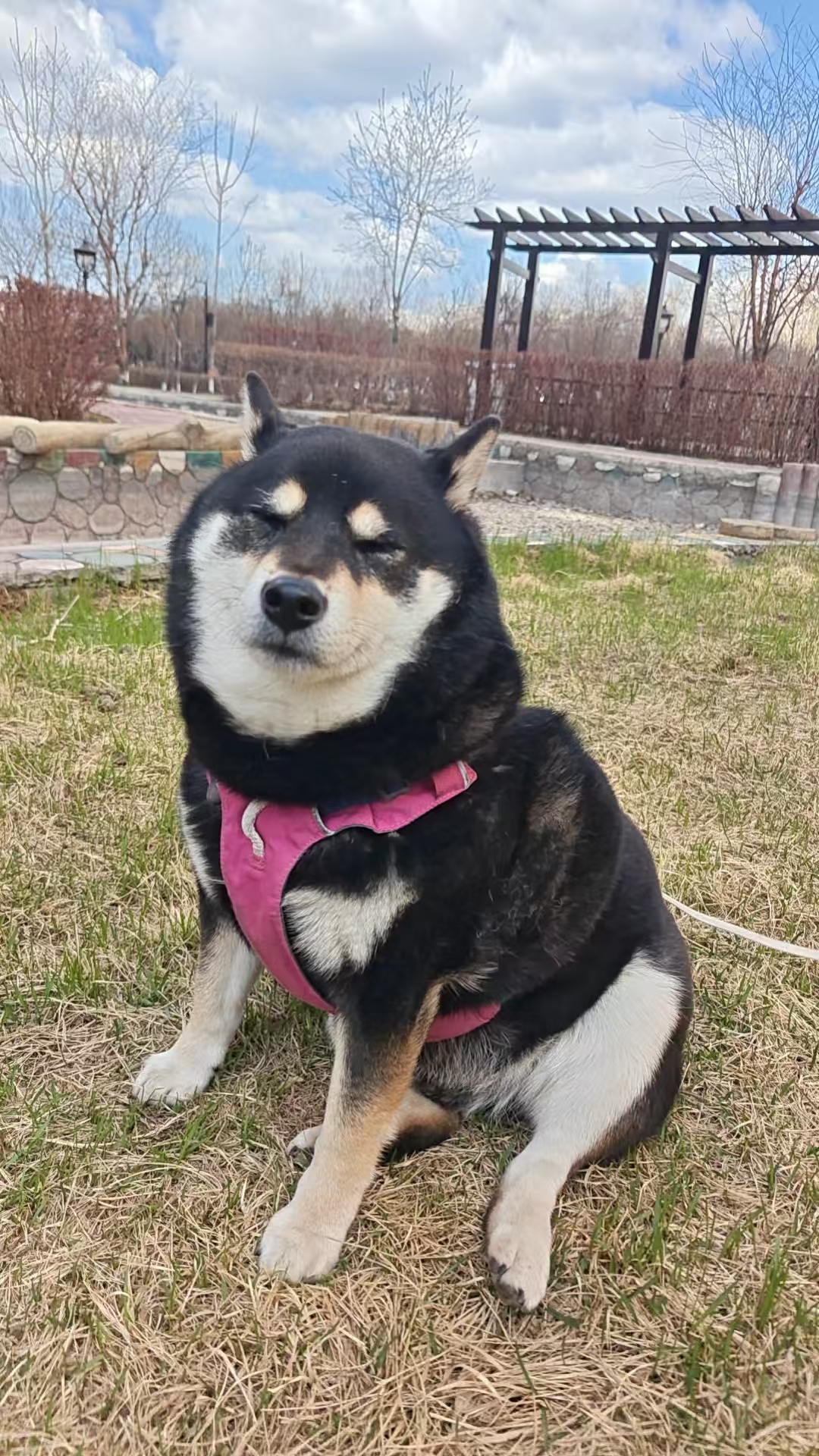 六十岁左右男性教授头像，穿深色西装，白色衬衫，严肃专注表情，书架背景